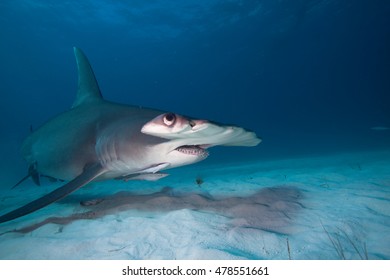 Great Hammerhead Shark 