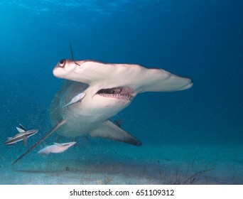 Great Hammerhead Shark. 