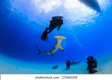 Great Hammerhead Shark Bottom Up View Of An Encounter With Diver In Bimini, Bahamas