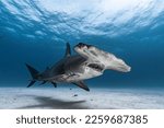 Great Hammerhead Shark up close in the Bahamas