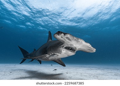 Great Hammerhead Shark up close in the Bahamas