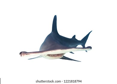 Great Hammerhead Shark Isolated On White Background 