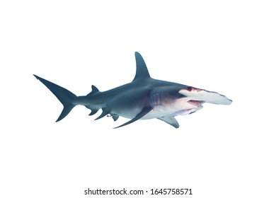 Great Hammerhead Shark Isolated On White Background 