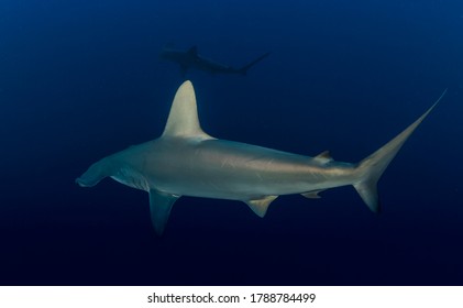 Great Hammerhead Shark. School of Hammerheads swimming in Red sea. Sharks in wild. Marine life underwater in blue ocean. Observation animal world. Scuba diving adventure in Red sea, coast Africa
