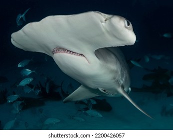 Great Hammerhead Shark Sphyrna Mokarran Diving