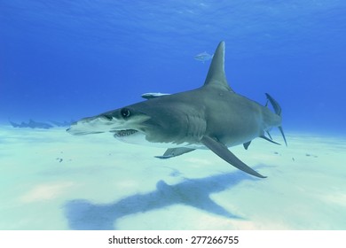 Great Hammerhead Shark (Sphyrna Mokarran)