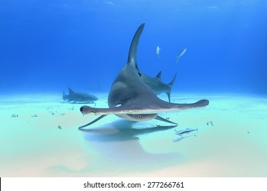 Great Hammerhead Shark (Sphyrna Mokarran)