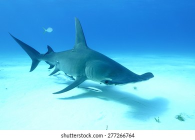 Great Hammerhead Shark (Sphyrna Mokarran)