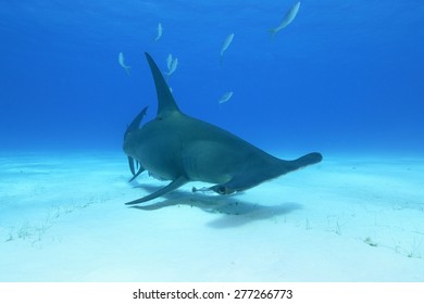 Great Hammerhead Shark (Sphyrna Mokarran)