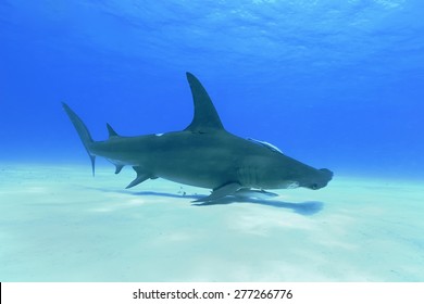 Great Hammerhead Shark (Sphyrna Mokarran)