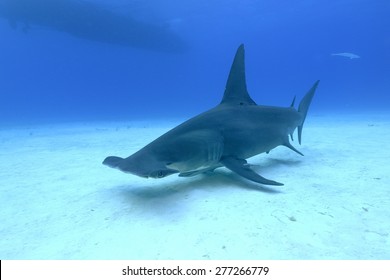 Great Hammerhead Shark (Sphyrna Mokarran)