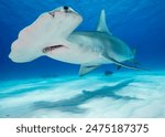 Great hammerhead Shark Underwater photos

