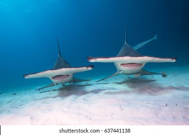 Great Hammerhead Sharks.