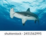 Great hammerhead sharks swimming in the ocean