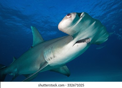 Great Hammerhead, Sphyrna Mokarran