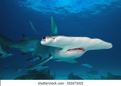 Great Hammerhead, Sphyrna Mokarran