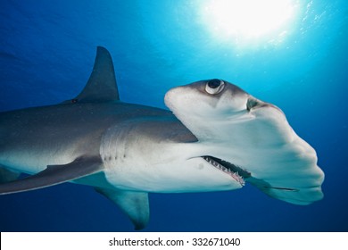 Great Hammerhead, Sphyrna Mokarran