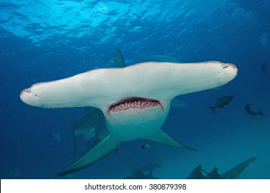 Great Hammerhead, Sphyrna Mokarran