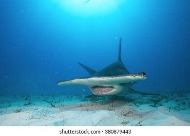 Great Hammerhead, Sphyrna Mokarran