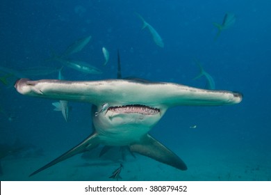 Great Hammerhead, Sphyrna Mokarran