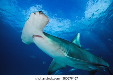 Great Hammerhead, Sphyrna Mokarran