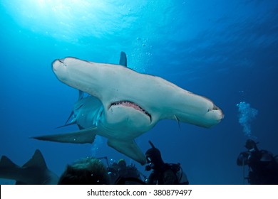 Great Hammerhead, Sphyrna Mokarran