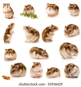 great hamster collection