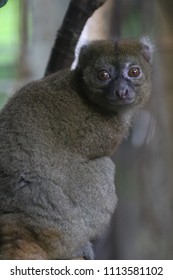 Great Hapalemur Closeup Prolemur Simus