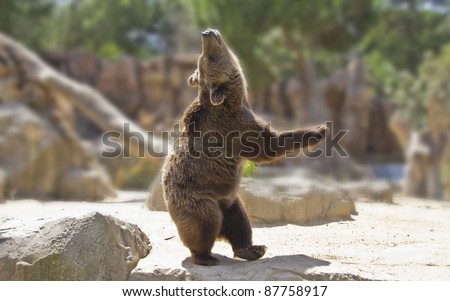 Great happy dancing bear