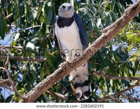 Great harpy eagle ready to hunt high in the trees of the Amazon rainforest