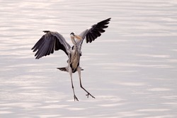 Great Heron Flying (alight On Water) Over River Douro In The North Of Portugal 