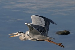 Great Heron Flying Over River Douro In The North Of Portugal
