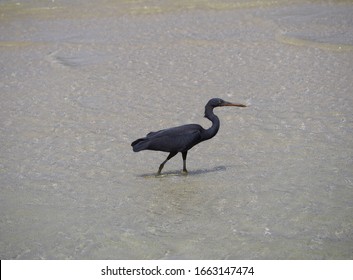 Great Heron in the ocean in the Philippines