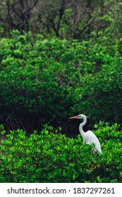 Great Heron sits amongst the mangroves in the Florida Keys