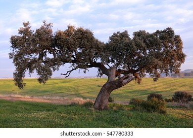 Great Holm Oak In The Countryside