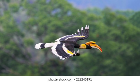 Great hornbill