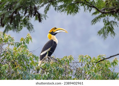The great hornbill (Buceros bicornis), also known as the concave-casqued hornbill, great Indian hornbill or great pied hornbill.