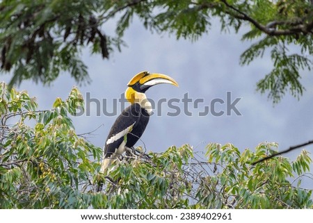The great hornbill (Buceros bicornis), also known as the concave-casqued hornbill, great Indian hornbill or great pied hornbill.