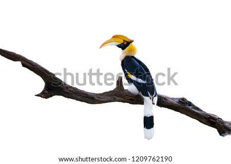 Great Hornbill (Buceros bicornis) is on a timber isolated on white background with clipping path.
