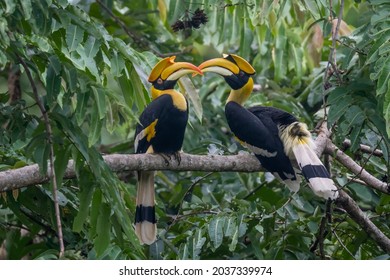 Great Hornbill Coraciiformes hornbill bird isolated 