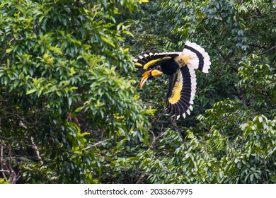 The Great Hornbill Flying In The Forest.