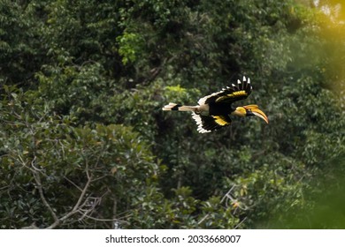 The Great Hornbill Flying In The Forest.