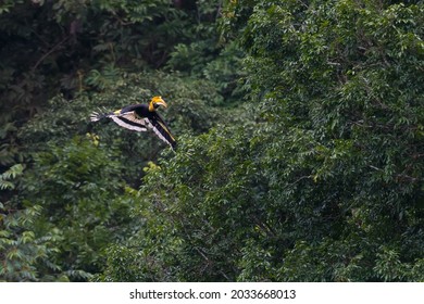 The Great Hornbill Flying In The Forest.