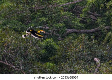 The Great Hornbill Flying In The Forest.