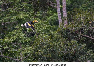 The Great Hornbill Flying In The Forest.