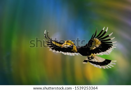 The Great Hornbill Flying on a green background