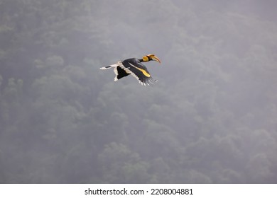 Great Hornbill Flying Over Rain Forest.