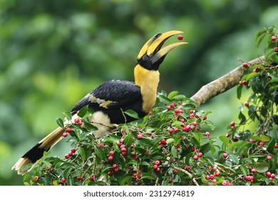 Great Hornbill in the jungle - Powered by Shutterstock