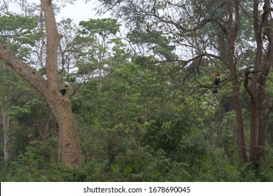 Great Hornbill At Kaziranga National Park, Assam