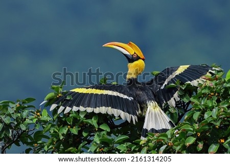 The Great Hornbill, also known as the great Indian hornbill or great pied hornbill, is one of the larger members of the hornbill family.